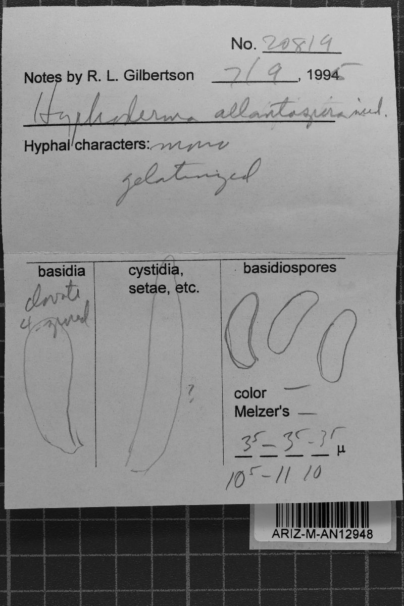 Hyphoderma allantosporum image