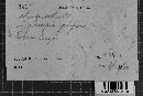 Hymenochaete rubiginosa image