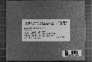 Hyphoderma medioburiense image