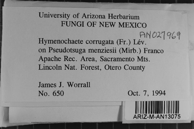 Hymenochaetopsis corrugata image