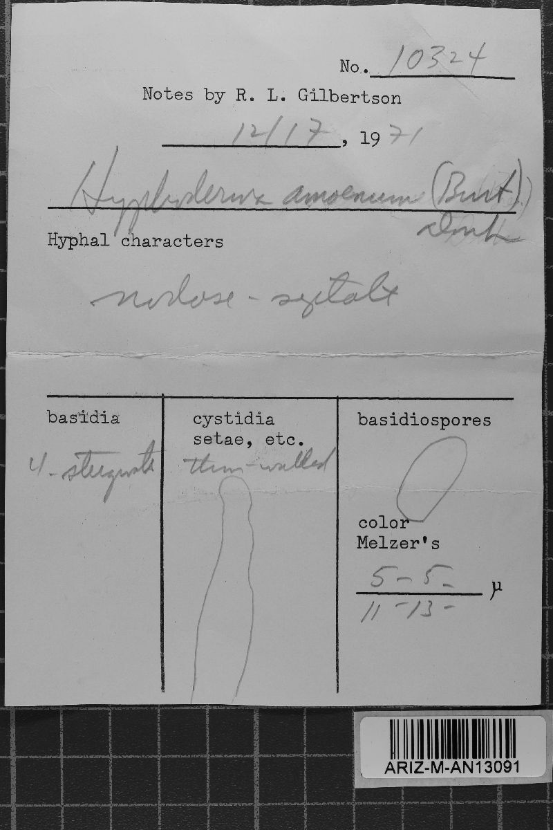 Hyphoderma amoenum image