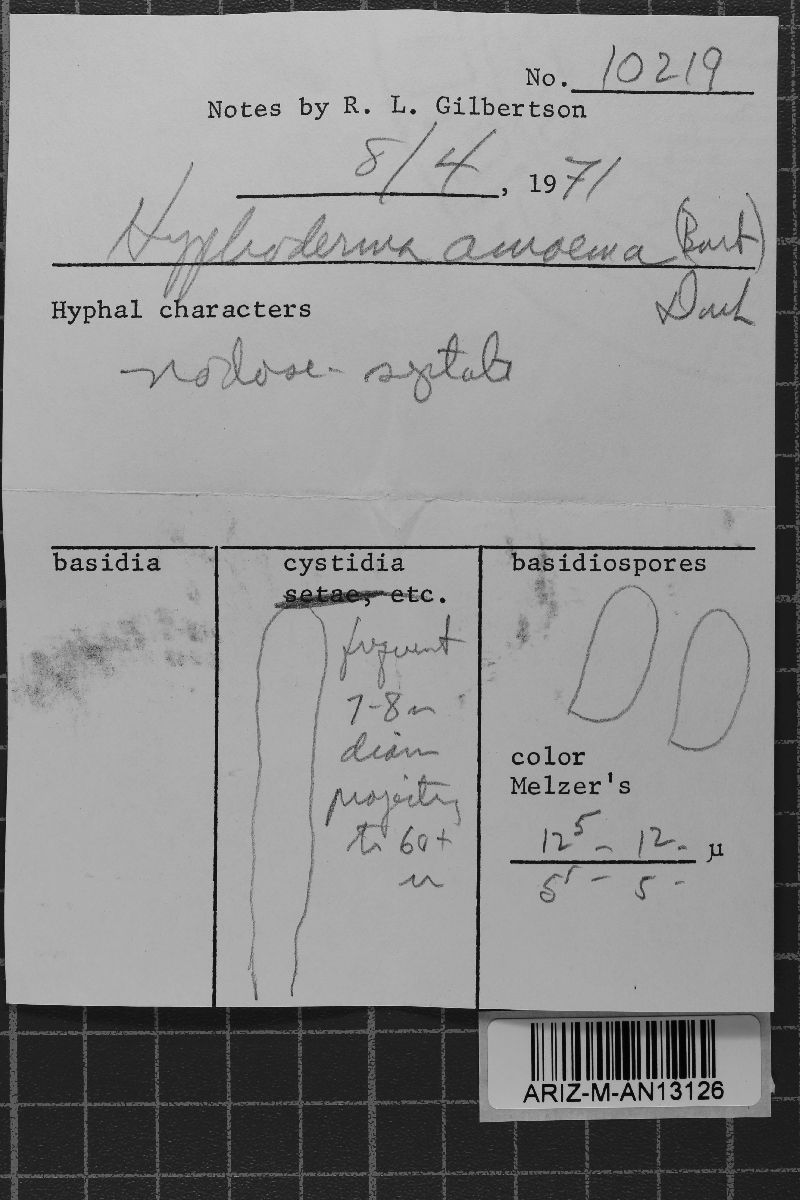 Hyphoderma amoenum image