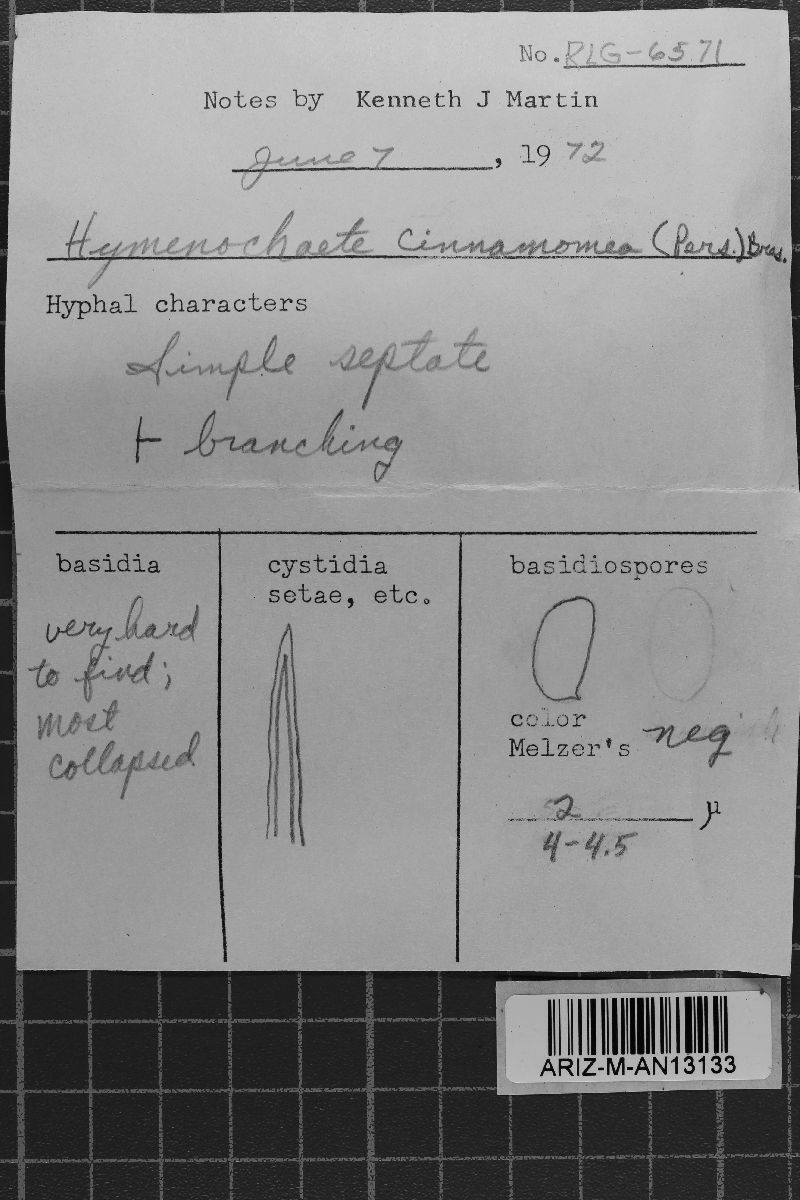 Hymenochaete cinnamomea image