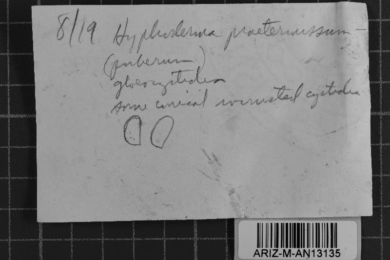 Peniophorella praetermissa image