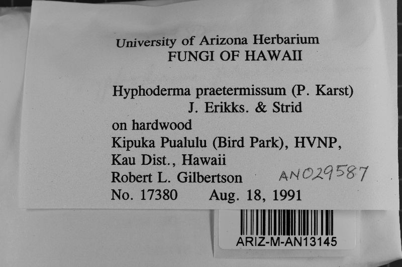 Peniophorella praetermissa image