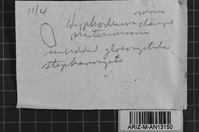 Peniophorella praetermissa image