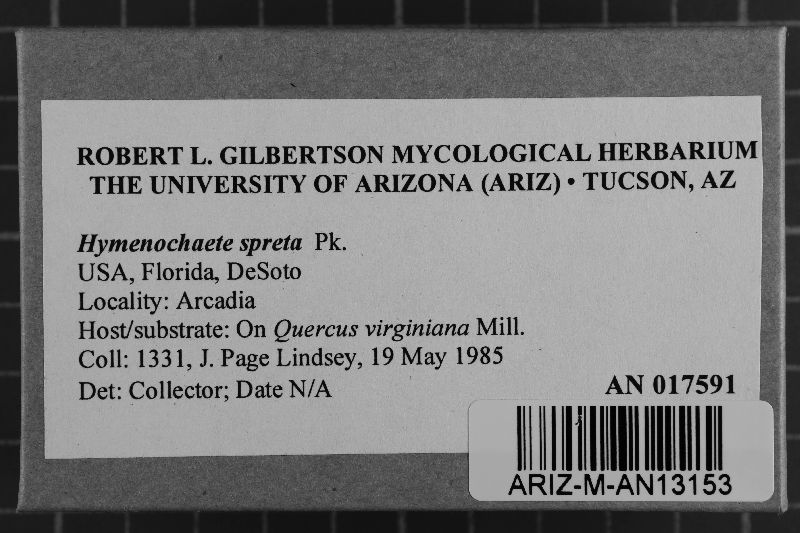 Hymenochaete spreta image