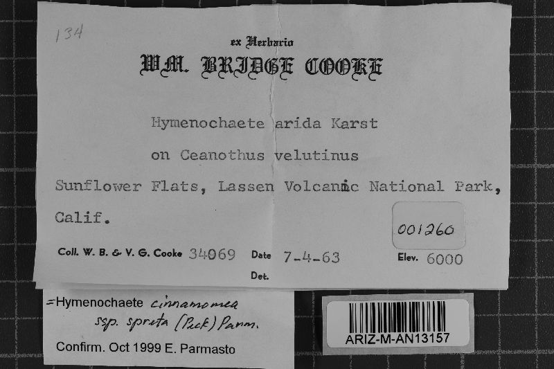 Hymenochaete cinnamomea image