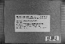 Pseudochaete tabacina image