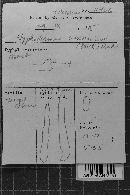 Hyphoderma amoenum image