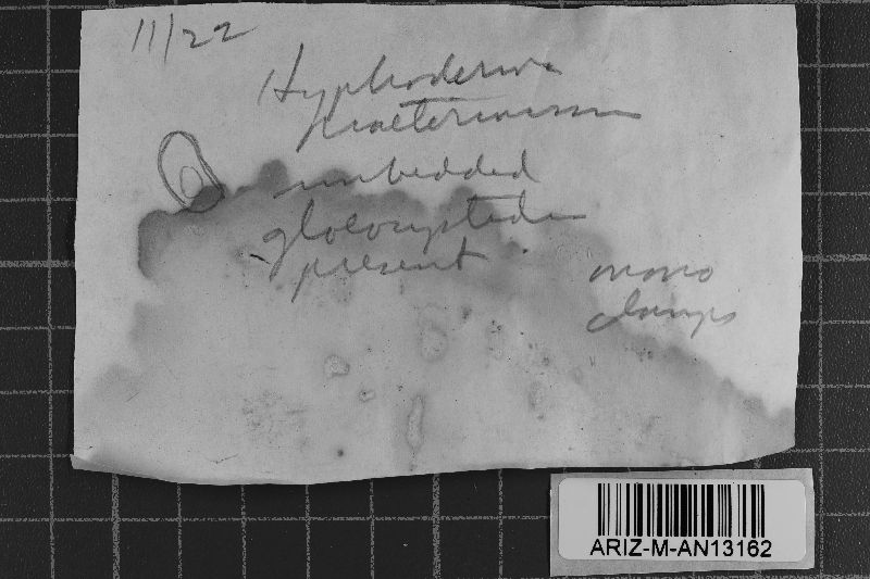 Peniophorella praetermissa image