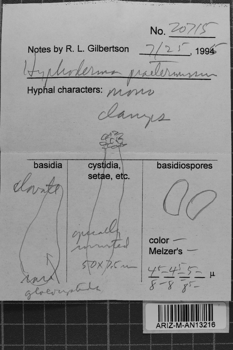 Peniophorella praetermissa image