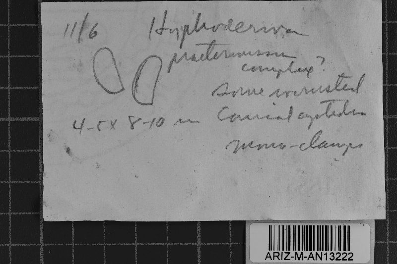Peniophorella praetermissa image