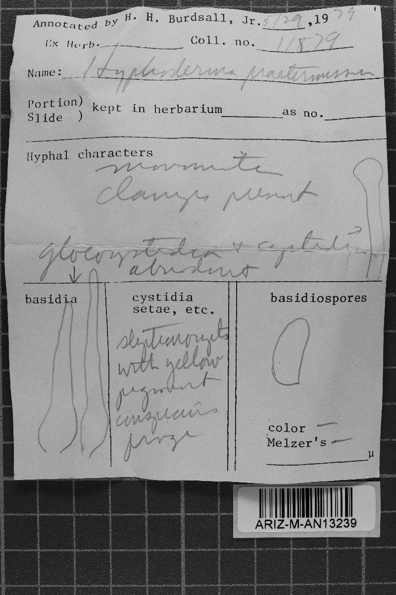 Peniophorella praetermissa image