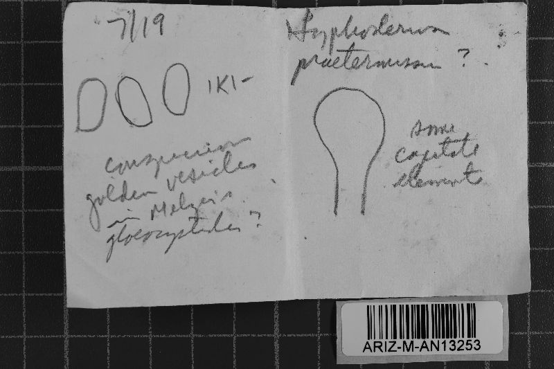 Peniophorella praetermissa image