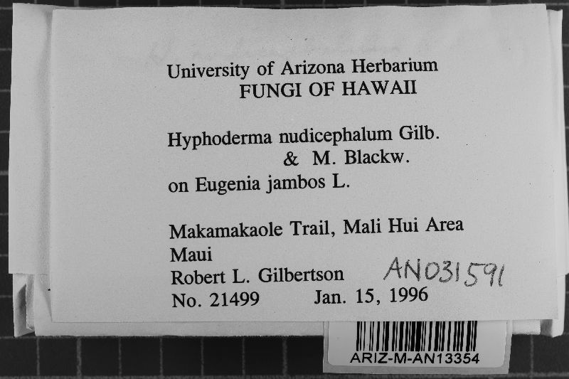 Hyphoderma nudicephalum image