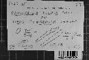 Hyphoderma pilosum image