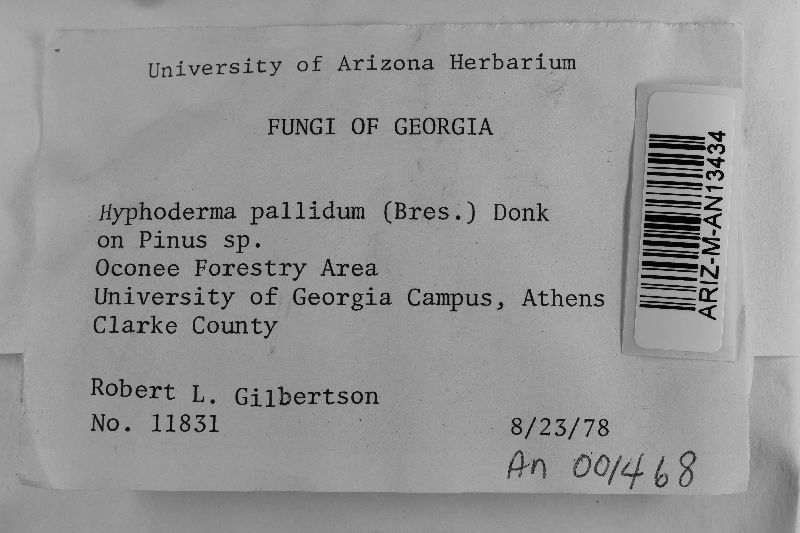 Peniophorella pallida image