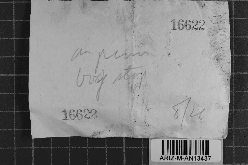 Peniophorella pubera image