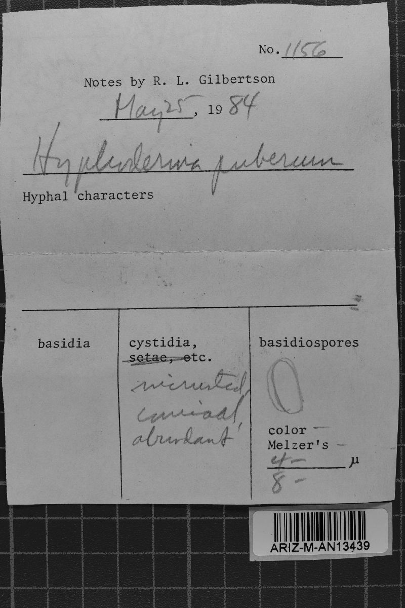 Peniophorella pubera image