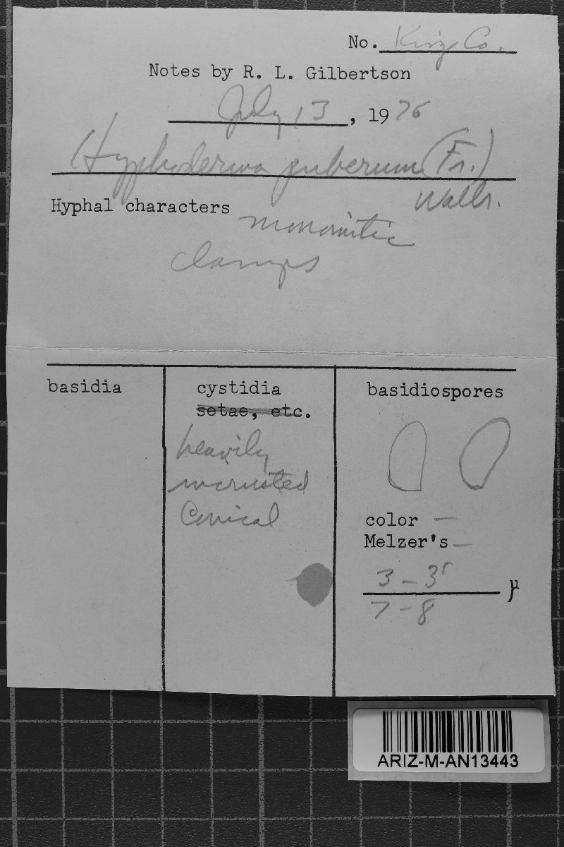 Peniophorella pubera image