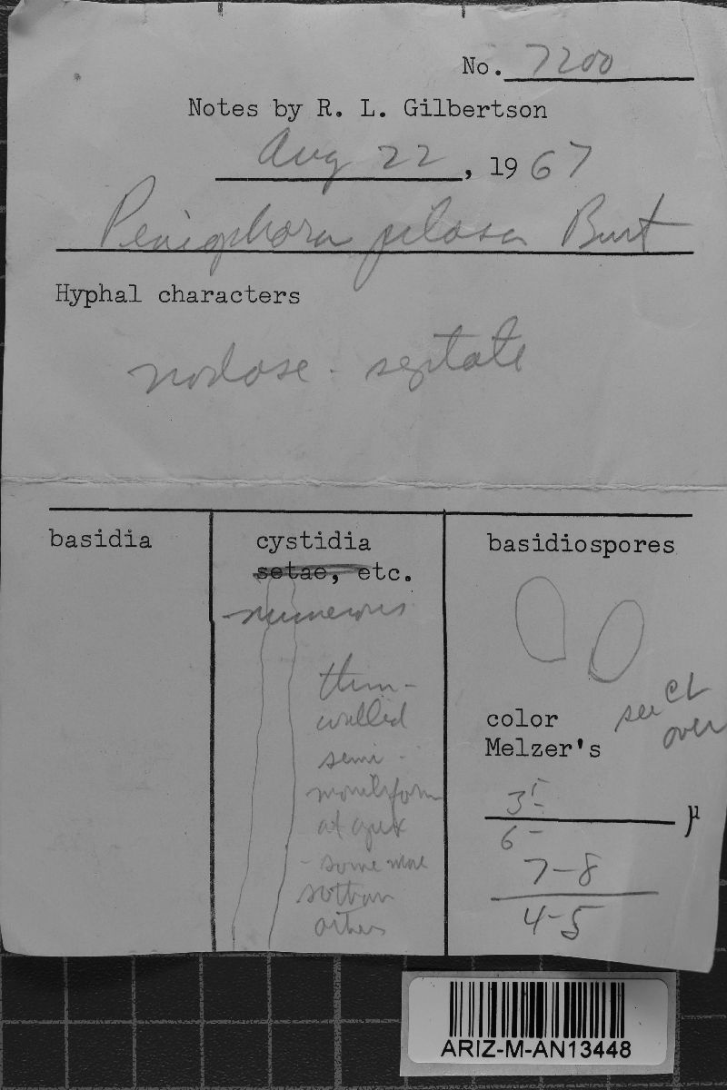 Hyphoderma pilosum image