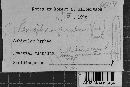 Mutatoderma populneum image
