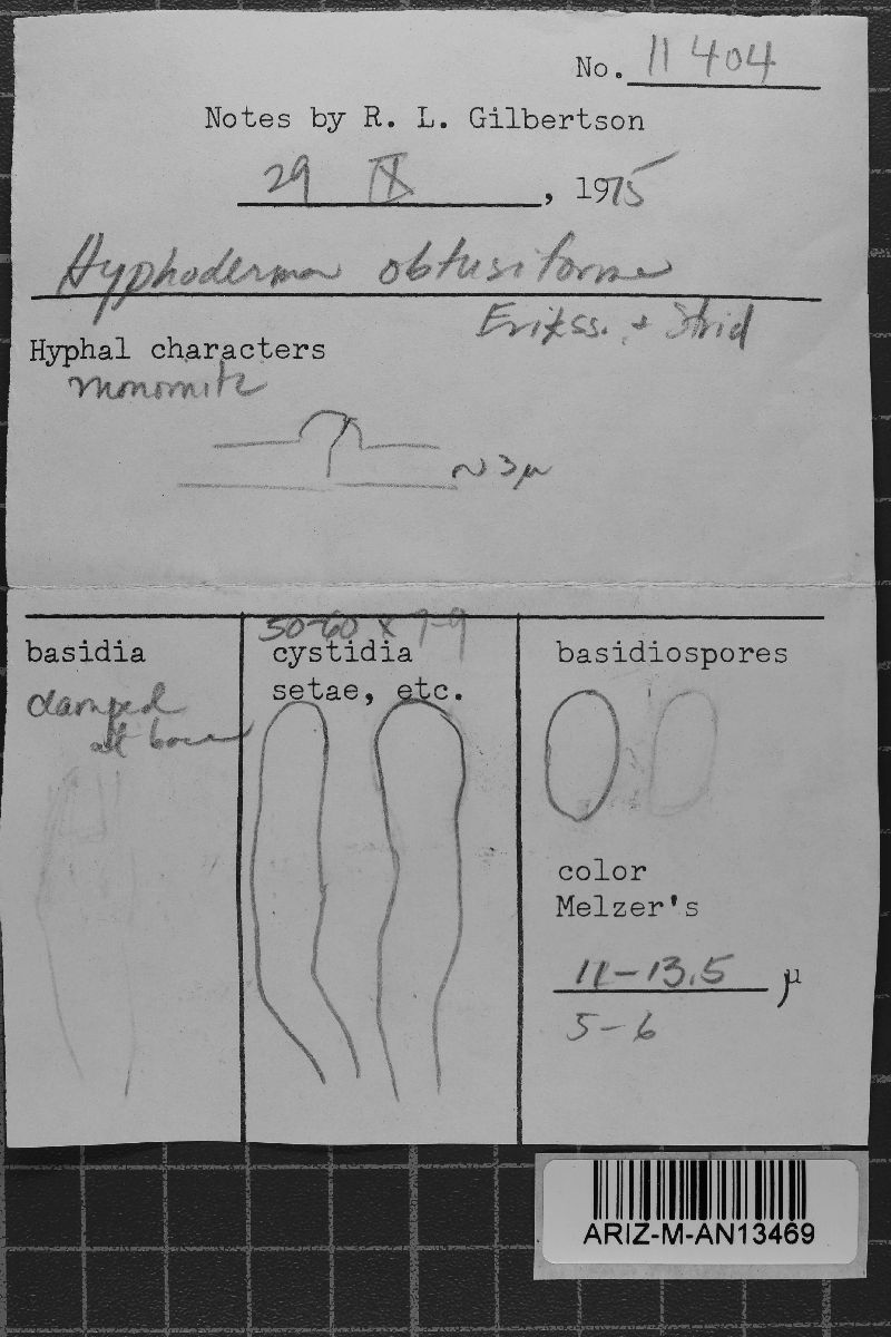 Hyphoderma obtusiforme image