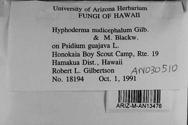 Hyphoderma nudicephalum image