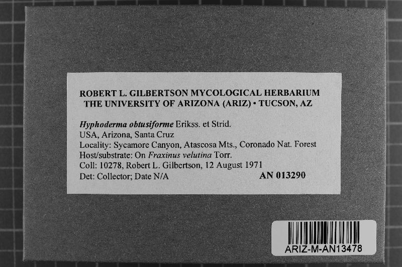 Hyphoderma obtusiforme image
