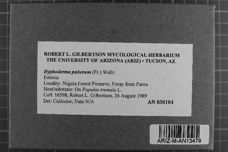 Peniophorella pubera image