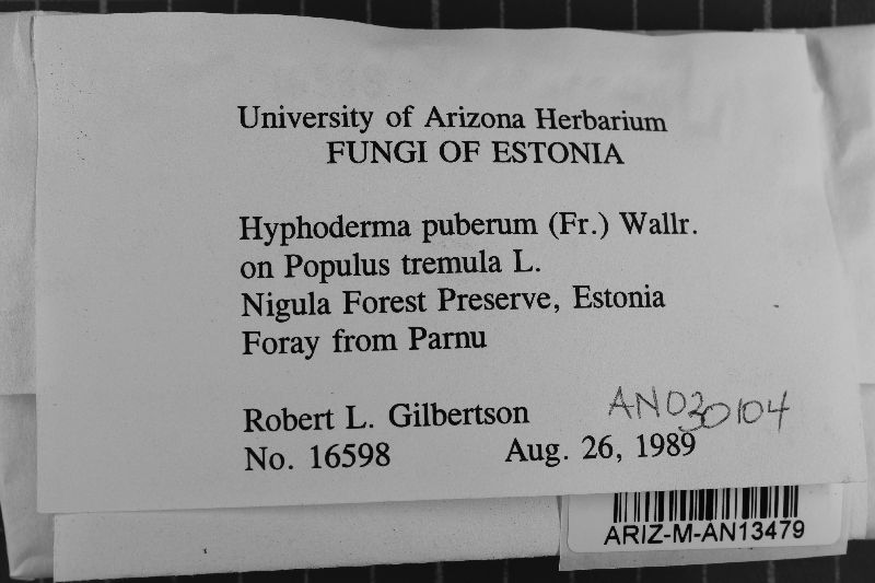Peniophorella pubera image