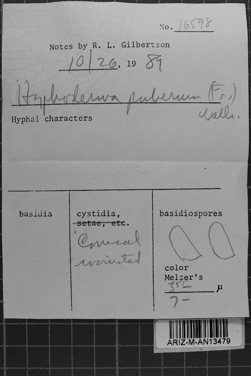Peniophorella pubera image