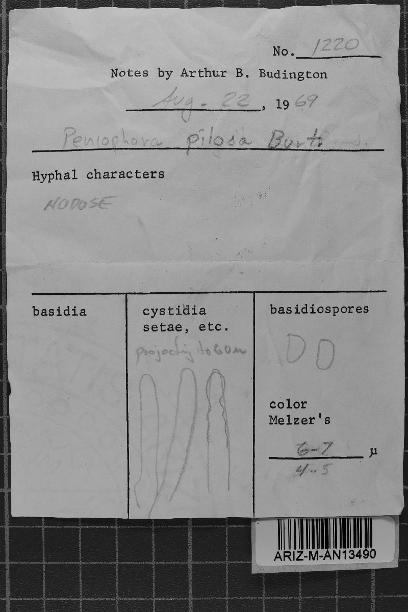 Hyphoderma pilosum image