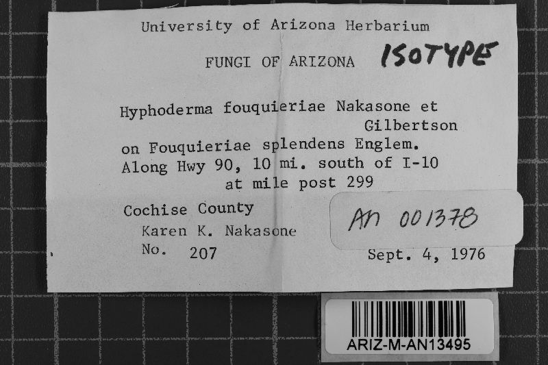Rhizochaete fouquieriae image