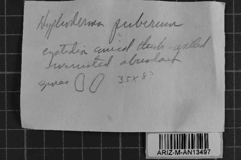 Peniophorella pubera image