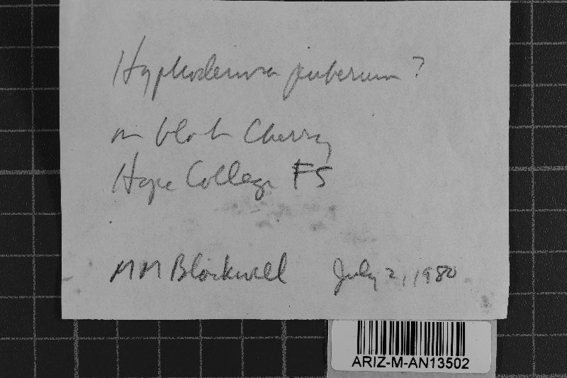 Peniophorella pubera image