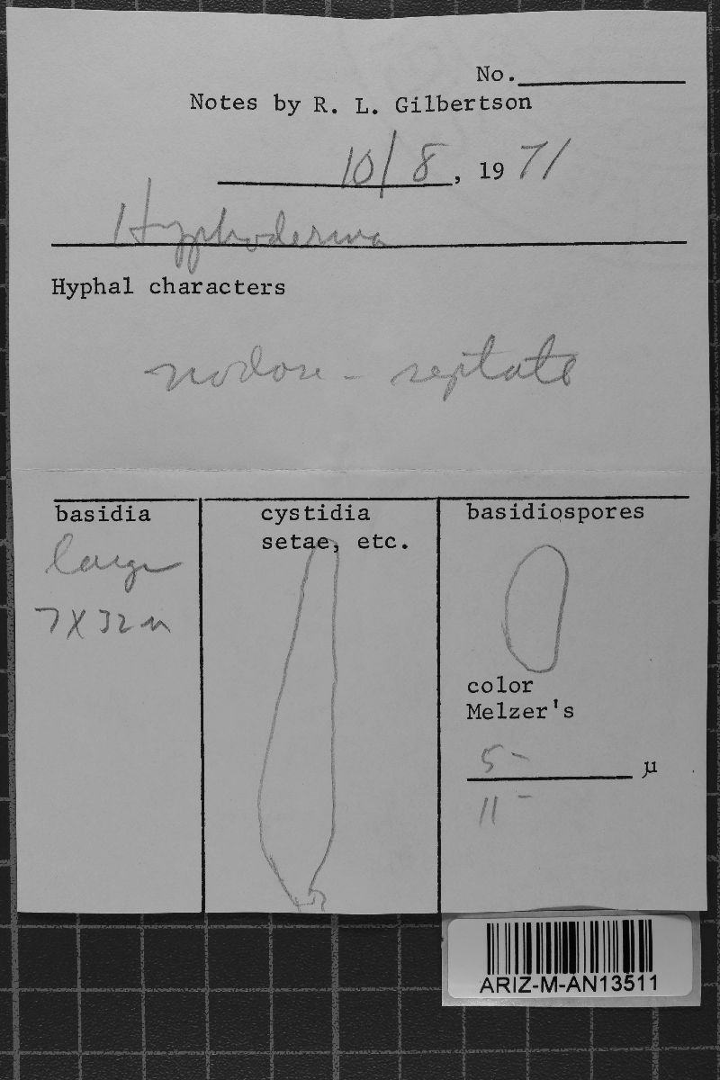 Hyphoderma amoenum image