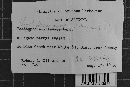 Hyphoderma amoenum image