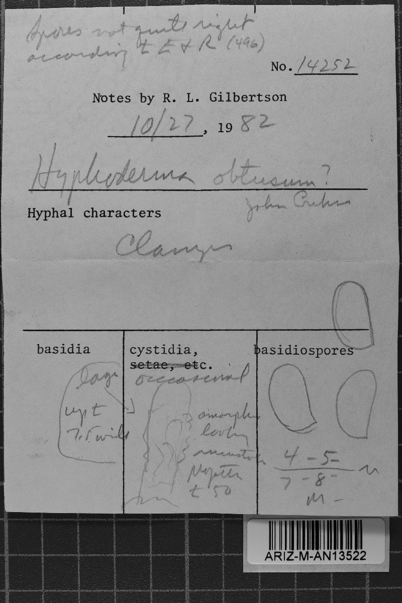 Hyphoderma obtusum image
