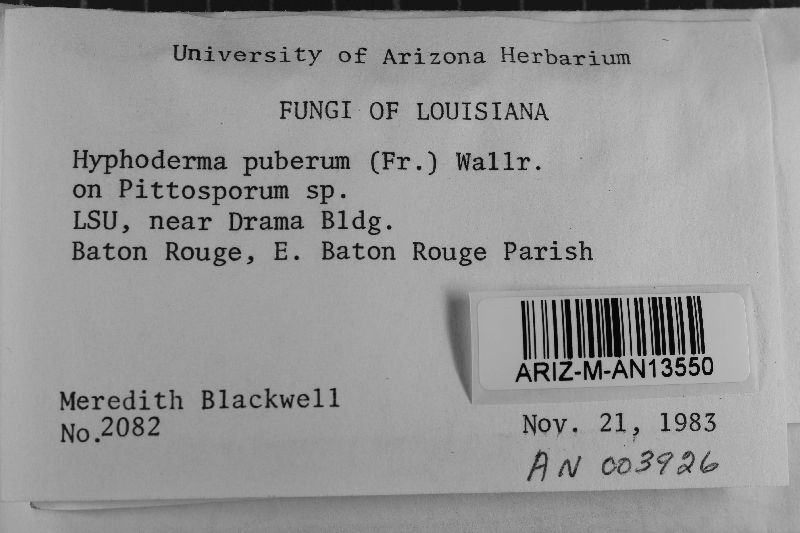 Peniophorella pubera image