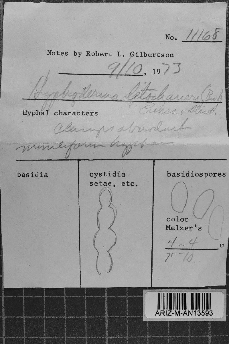 Hyphoderma litschaueri image