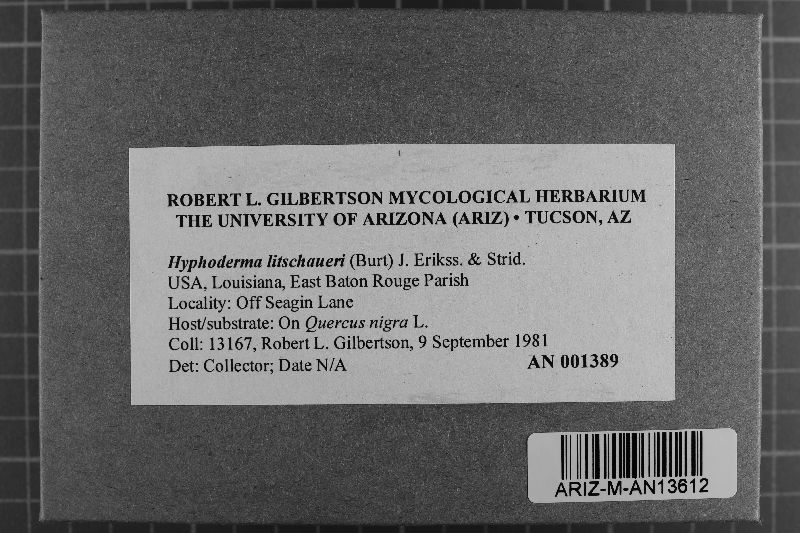Hyphoderma litschaueri image