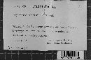 Mutatoderma mutatum image