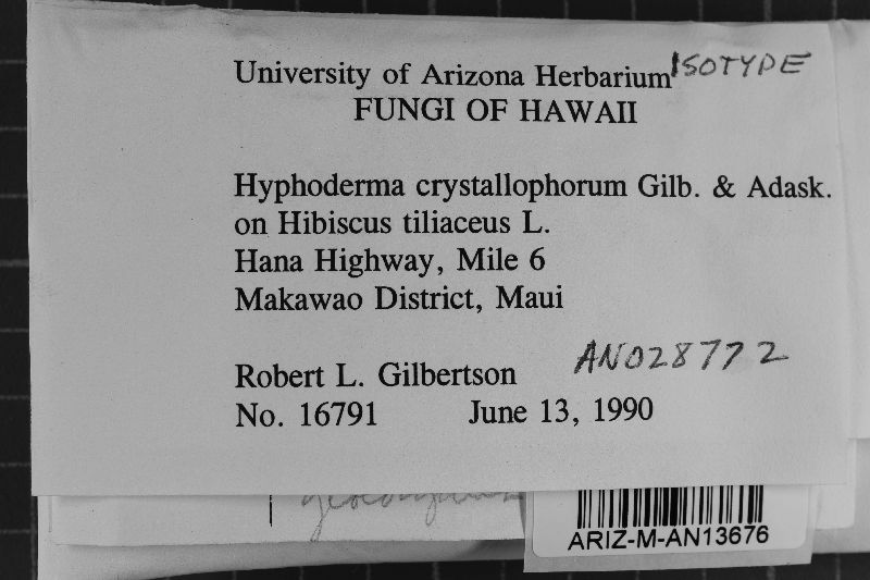 Peniophorella rude image