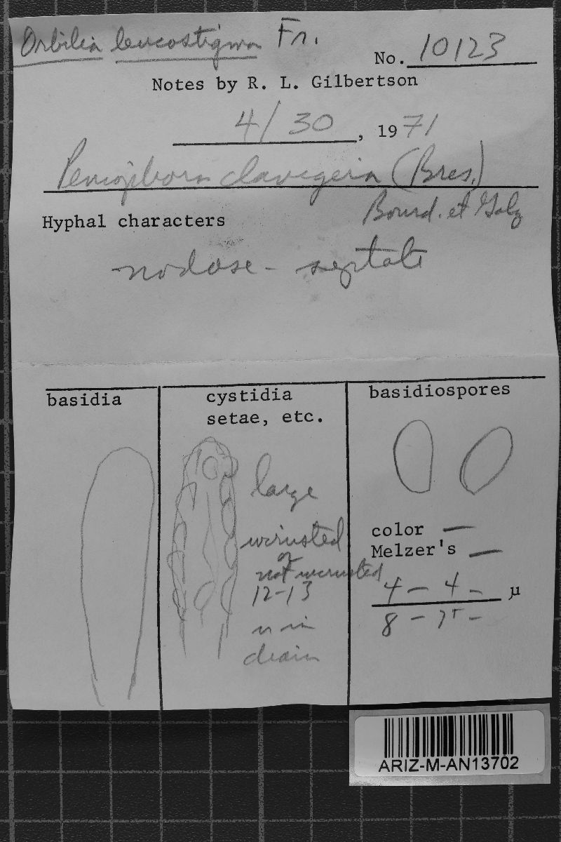 Peniophorella clavigera image