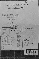 Hyphoderma incrustatum image