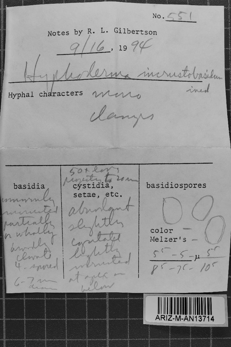 Hyphoderma incrustatum image