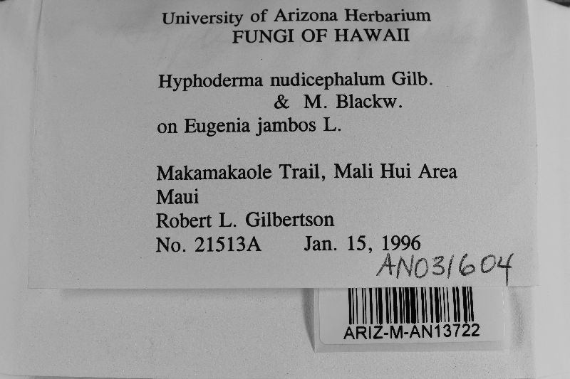Hyphoderma nudicephalum image