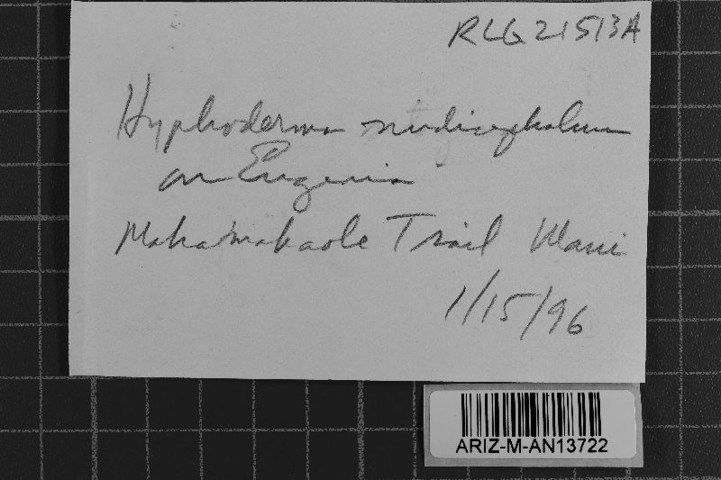 Hyphoderma nudicephalum image